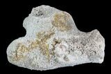 Agatized Fossil Coral Geode - Florida #97917-2